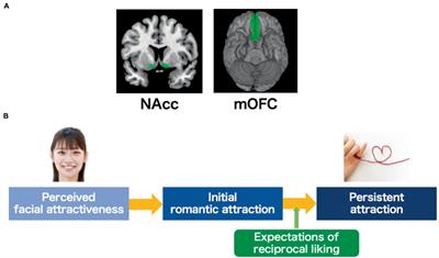 Neural Processing of Facial Attractiveness and Romantic Love: An Overview and Suggestions for Future Empirical Studies